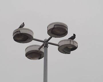 © Elias Müller