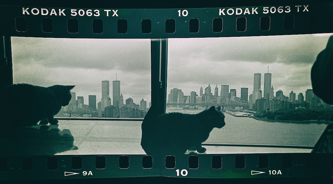 Cat in NYC 98/23 - © Michael Wagener - Cat in NYC 98/23