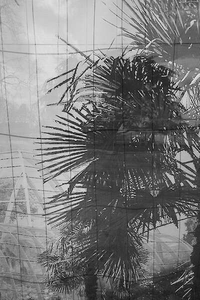 Storyboard (Palmtree), Inkjet Print on Hahnemühle Photo Rag, 29,7 x 42cm