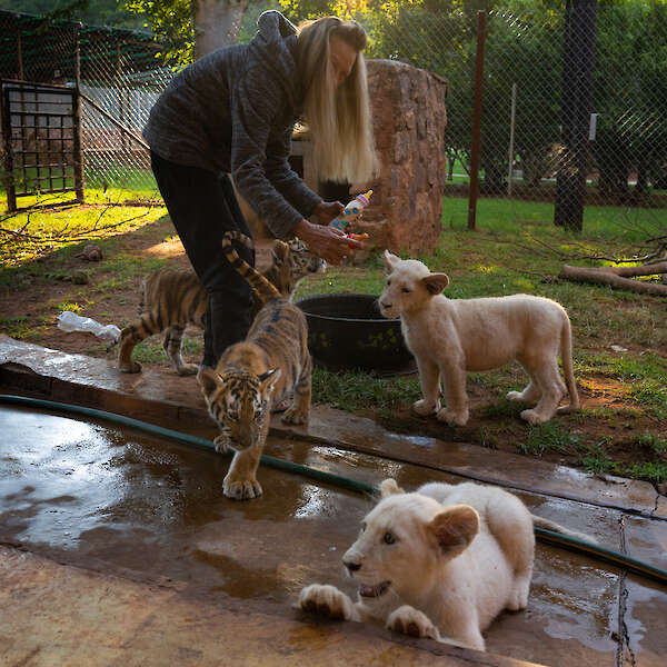 „Jennifer mit Löwen und Tigern“, Südafrika, 2024