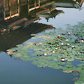 Byôdôin-Tempel, Kyoto © Miyoshi Kazuyoshi