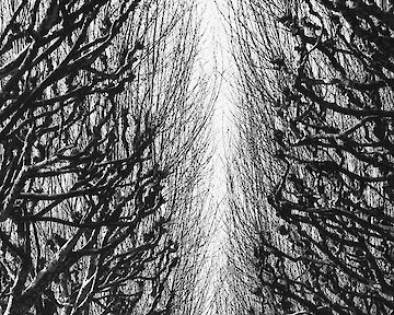 © Nicole Compère
