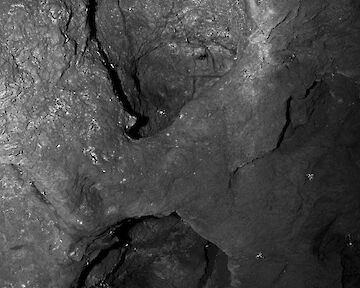 "Crinoiden - 26 Min" © Linda Nasdalack